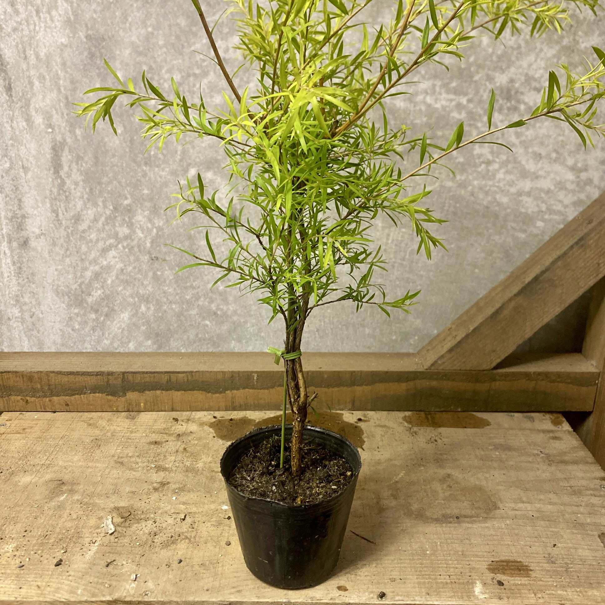 庭木 ティーツリー メラレウカ　レボリューションゴールド