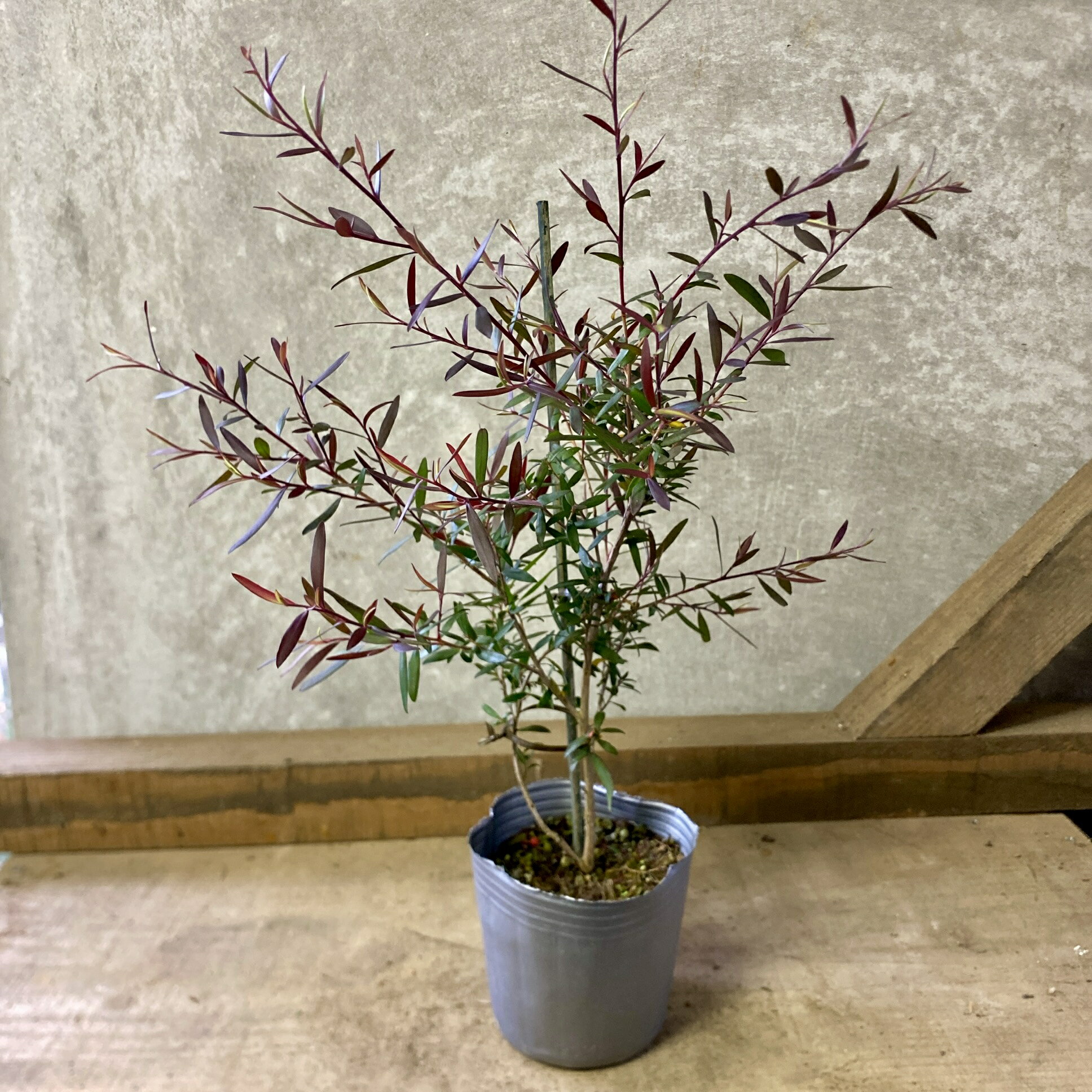 苗木　レプトスペルマム　カッパーグロウ