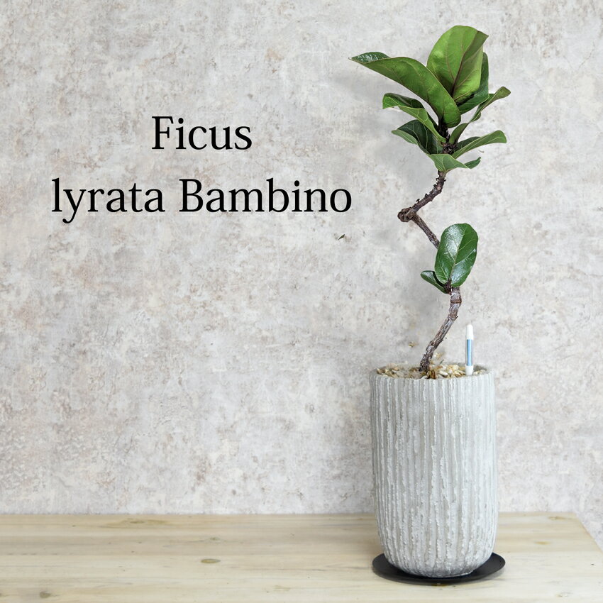 【水分計のサスティー付き】 カシワバゴム バンビーノ 観葉植物 おしゃれ セメント鉢植え 【5営業日以内に発送予定】 ライン入りセメント鉢ロング フィカス・バンビーノ 母の日 ギフト【送料無料】 ※北海道・沖縄・離島への配送不可のサムネイル
