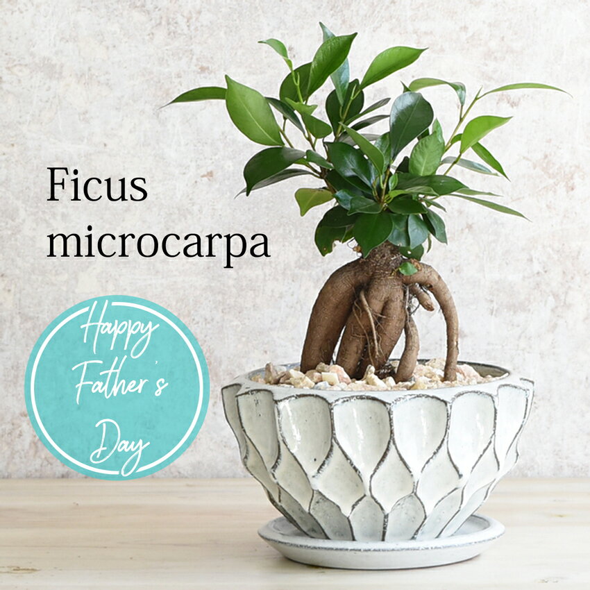 【信楽焼】 ガジュマル 鉢植え 国産鉢 父の日 ギフト 陶器鉢 多幸の木 観葉植物 おしゃれ [ボウル] 卓上サイズ 精霊の住む木 プレゼント 贈り物 【5営業日以内に発送(土日祝は定休日)】 【送料無料】 【※北海道・沖縄・離島は配送不可】