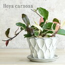 【信楽焼】 ホヤ カルノーサ リップカラー 鉢植え 国産鉢 