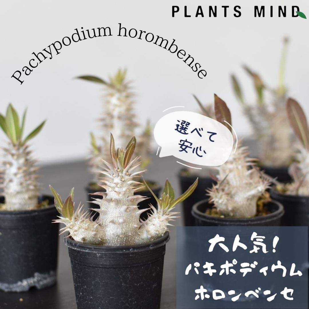 パキポディウム ホロンベンセ パキポジウム 塊根植物 2.5