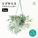 サボテン 観葉植物 リプサリス フロストシュガー 5号 ハンギング 吊るす 吊り下げ 吊り鉢 吊るすタイプ ツル つる性 屋内 屋外 おしゃれ かわいい 送料無...