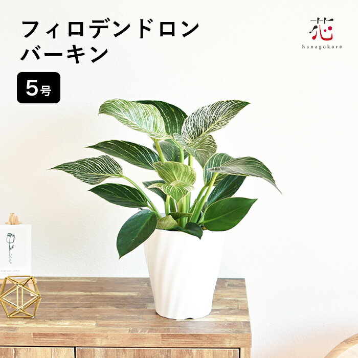 観葉植物 おしゃれ 珍しい フィロデンドロン バーキン 6号 多肉植物 卓上 小さい棚 デスク プラ鉢 枯れにくい 一人暮らし 初心者 初級 素人 移転祝い 開店祝い 母の日 花以外 プレゼントのサムネイル