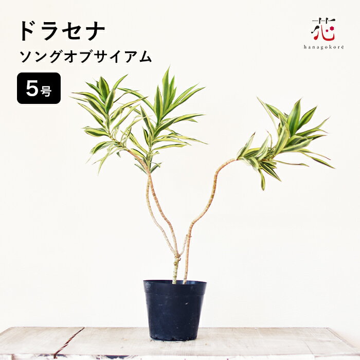ドラセナ ソング オブ サイアム 5号 斑入り 観葉植物 おしゃれ 珍しい 希少 サイアム ソフトビニール ポット苗 簡単 鉢植え 育てやすい インテリア 丈夫 室内 新品種 サイアム 移転祝い 開店祝い ギフトのサムネイル