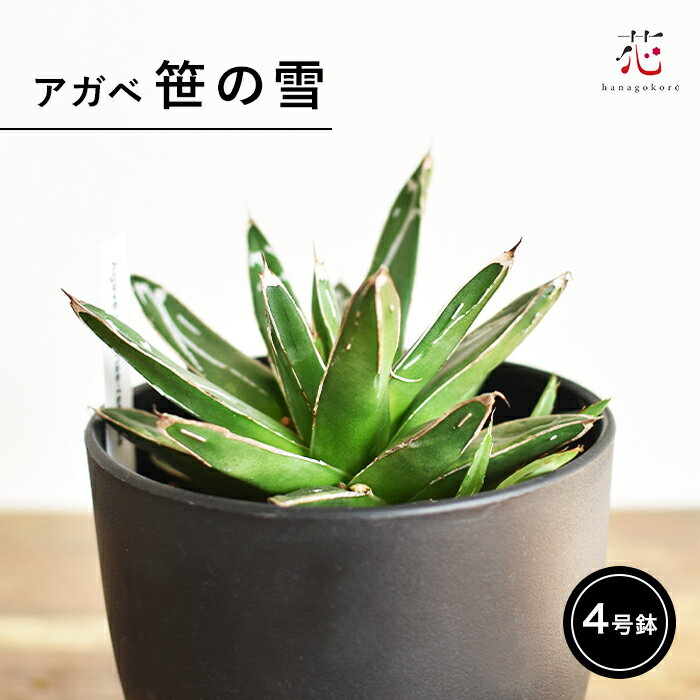 アガベ 笹の雪 多肉植物 小さい 卓上 良品 観葉植物 4号 珍しい レア 希少 おしゃれ コレクション インテリア 珍奇 竜舌蘭 リュウゼツラン室内 初心者 初級 素人 リビング 移転祝い 開店祝い 花以外のサムネイル