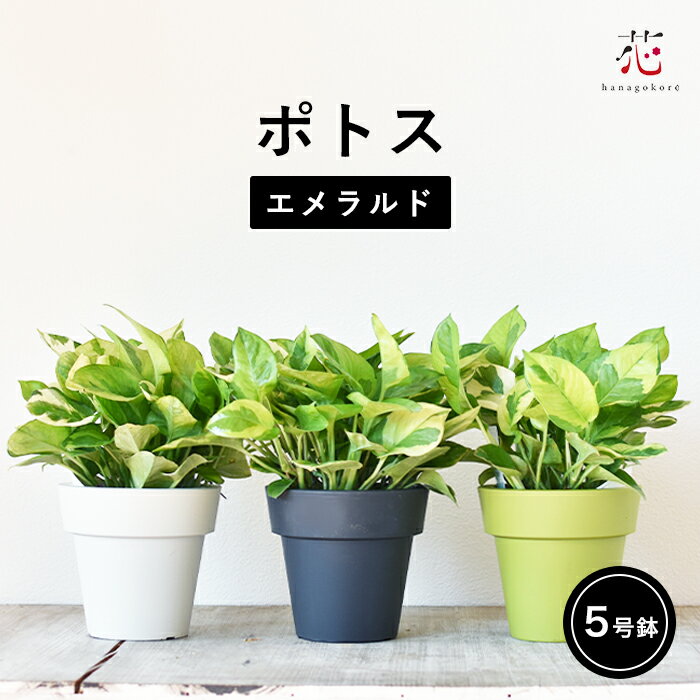 ポトス エメラルド 斑入り 5号 鉢 付き 観葉植物 送料無料 小さいサイズ ハイドロカルチャー ではない おしゃれ 室内 丈夫 空気清浄 苗 耐陰性 耐寒性 ポトスグローバルグリーン お祝い プレゼント インテリアのサムネイル