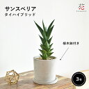 サンスベリア タイハイブリッド 観葉植物 おしゃれ 3号 鉢 付き 希少 種 植木鉢 ミニ サイズ 送料無料 専門店 種類 インテリア 人気 ギフト 風水 玄関...
