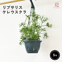 サボテン リプサリス ケレウスクラ 青柳 5号 ハンギング 観葉植物 吊り下げ つる性 吊るすおしゃれ トゲ なし 多肉植物 珍しい 棚 プラ鉢 枯れにくい リ...
