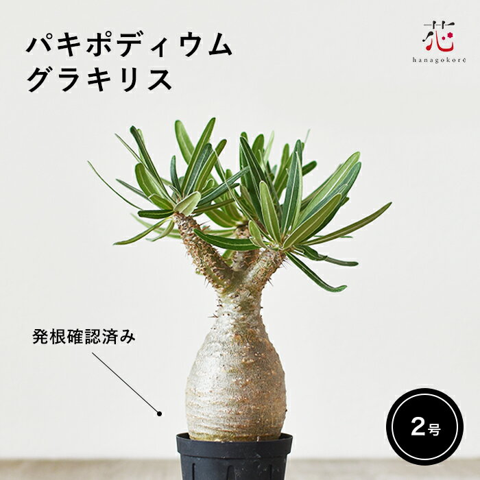 collection】希少色 緑肌(Green skin) パキポディウム collection】希少色 緑肌(Green skin) パキポディウム