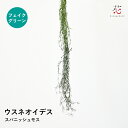 フェイクグリーン 観葉植物 ウスネオイデス スパニッシュモス フェイク 造花 エアプランツ 吊り下げ 吊るす 壁掛け フック おしゃれ つる性 インテリアグリーン 大型 北欧 鉢 植木鉢 玄関夏ギフト お中元