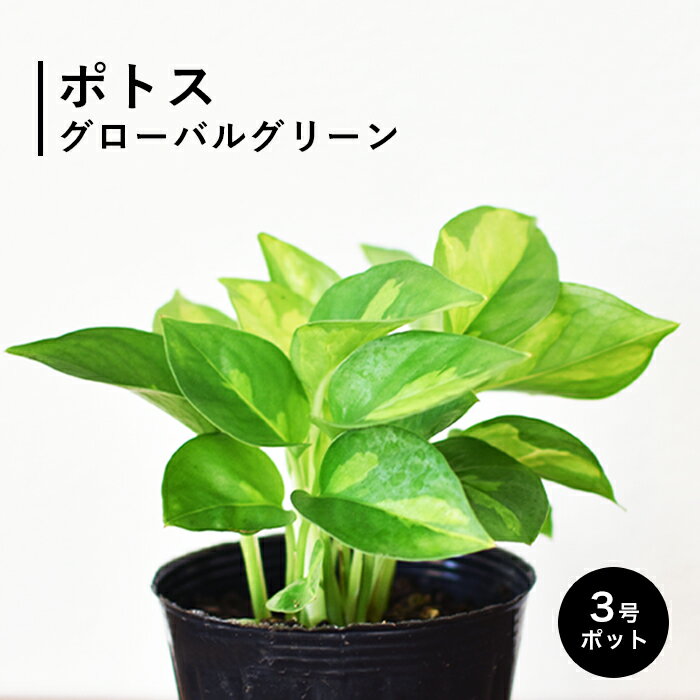 ポトス グローバルグリーン 3号 観葉植物 小さい サイズ 浅岡園芸 斑入り 希少 種 ギフト ハイドロカルチャー ではない おしゃれ 室内 丈夫 空気清浄 苗 耐陰性 耐寒性 ポトスグローバルグリーン お祝い プレゼント インテリア スーパーセール 目玉商品