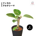 フィカス アルテシマ 4号 斑入り 観葉植物 おしゃれ 透明 スリット 根腐れ防止 希少 種 レア 小さい スリム インテリア 鉢 卓上 初心者 室内 お祝い ...