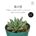 アガベ 笹の雪 セメント鉢セット 希少 種 多肉植物 観葉植物 ミニ 小さい サイズ テーブル 玄関 風水 お祝い 卓上 珍しい おしゃれ インテリア 開店祝い...