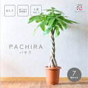 ★タイムセール★2000円OFF!観葉植物 パキラ 7号 大型 サイズ 鉢 セット 玄関 風水 鉢植え 観葉植物 希少 ギフト テーブル 卓上 お祝い 贈り物 ...