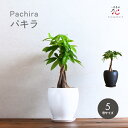 【P2倍!10/17(金)9:59まで】パキラ 5号 観葉植物 ミニ サイズ 鉢 セット スリム 玄関 風水 鉢植え ミニ 希少 ギフト テーブル 卓上 お祝い...
