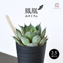 アガベ ポタトラム 鳳凰 3.5号 観葉植物 セラアート 鉢 おしゃれ 多肉植物 ミニ 小さい サイズ テーブル 玄関 風水 卓上 珍しい 屋外 屋内 室内 耐...