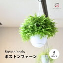 ボストンファーン 吊り下げ 鉢 吊り下げる 観葉植物 5号 おしゃれ インテリア 珍しい 買い回り 人気 希少 珍しい オシャレ かわいい 多肉植物 室内 初心...