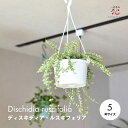 観葉植物 吊り下げ ディスキディア ルスキフォリア 斑入り つる性 吊るす プランター おしゃれ インテリア 卓上 吊り鉢 ハンギング 多肉植物 5号サイズ 育...