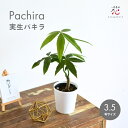 実生 パキラ 観葉植物 3.5号 開運 風水 樹形 希少 種 ミニ サイズ 卓上 お祝い 鉢 室内 おしゃれ 小さい サイズ インテリア 珍しい 小型 種類 新...