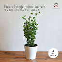 【ポイント20倍★】観葉植物 ベンジャミン フィカス バロック 5号 くるくる 大型 鉢 かわいい 送料無料 おしゃれ 種類 インテリア お祝い ギフト 風水 ...