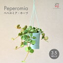 ペペロミア ホープ 吊り下げ 3.5号 観葉植物 種類 品種 ミニ 小さい 室内 屋内 吊るすタイプ ツル つる性 ハンギング 吊り鉢 多肉植物 おしゃれ 送料...