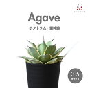 アガベ ポタトラム 雷神錦 3.5号 斑入り 観葉植物 人気品種 多肉植物 希少 種 鉢 おしゃれ ミニ 小さい サイズ テーブル 玄関 風水 卓上 珍しい 屋...