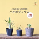 パキポディウム 3種セット ロスラーツム グラキリス 実生 塊根植物 原種 希少 種 象牙宮 コーデックス 観葉植物 おしゃれ 多肉植物 盆栽 かわいい 小さい...