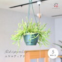 リプサリス ハンギング エワルディアナ 観葉植物 吊り下げ おしゃれ 鉢 吊るす お祝い インテリア 北欧 プランター 多肉植物 室内 吊り鉢 吊るすタイプ 珍...