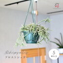 リプサリス フロストシュガー サボテン 観葉植物 5号 ハンギング 吊るす 吊り下げ 吊り鉢 吊るすタイプ ツル つる性 屋内 屋外 おしゃれ かわいい 送料無...