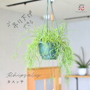 サボテン リプサリス カスッサ 5号 ハンギング 観葉植物 吊り下げ 吊り鉢 吊るすタイプ ツル つる性 屋内 屋外 おしゃれ かわいい 送料無料 小さい 小型...