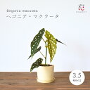 ベゴニア マクラータ 観葉植物 3.5号 キダヘチゴ 植木鉢 おしゃれ 植え替え済 受け皿付き プレート 珍しい 卓上 ドット柄 水玉模様 プラスチック 可愛い...