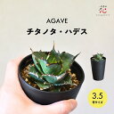 【ポイント20倍★】アガベ チタノタ ハデス 3.5号 希少 種 多肉植物 観葉植物 種類 かわいい おしゃれ 小さい 卓上 ミニ 育てやすい サイズ テーブル...
