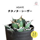 【ポイント20倍★】アガベ チタノタ シーザー 3.5号 希少 種 観葉植物 多肉植物 送料無料 耐寒性 ミニ 育てやすい 小さい サイズ テーブル 玄関 風水...