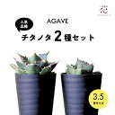 【クーポン利用で500円引き!】アガベ チタノタ おまかせ 人気品種 福袋 アソート 2種 セット 白鯨 チタノタ 希少 セール 福袋 2026 観葉植物 先行...