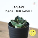 アガベ チタノタ カビゴン 希少 種 多肉植物 3.5号 サイズ 珍しい レア 人気 丈夫 育てやすい 卓上 おしゃれ インテリア 珍奇 リュウゼツラン 竜舌蘭...