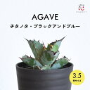 アガベ チタノタ ブラック アンド ブルー 3.5号 希少 種 在庫処分 多肉植物 観葉植物 多肉植物 ミニ 育てやすい 小さい サイズ テーブル 玄関 風水 ...