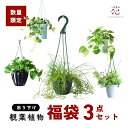 観葉植物 吊り下げ 福袋 3点セット アソート 吊り鉢 壁掛け 吊るす ポトス フィッシュボーンカクタス サボテン リプサリス ペペロミア コウモリラン 多肉植物 おしゃれ 卓上 インテリア 3号 5号 ハンギング 丈夫 室内 軽い 初心者 リビング 2025