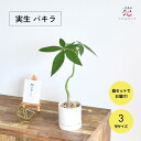 パキラ 実生 観葉植物 3号 器セット おしゃれ 小さい 卓上 人気 デスク 植木鉢 鉢カバー お祝い インテリア 開店祝い 新築祝い 開業祝い 幸福の木 玄関...