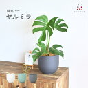 ヤルミラ 鉢カバー 観葉植物 鉢 植木鉢 北欧 モダン おしゃれ プランター 鉢カバー セラミック プラスチック 陶器 室内 陶器鉢 おすすめ 底穴無し 観葉植物 インテリア 転倒防止 新商品