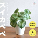 スイカペペロミア サンデルシー スイカペペ 観葉植物 吊り鉢 インテリア 軽い かわいい 小さい 風水 卓上 多肉植物 おしゃれ 育てやすい 丈夫 室内 初心者 移転祝い 開店祝い