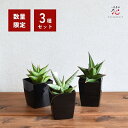 【P2倍!10/17(金)9:59まで】サンスベリア 希少種 おまかせ3種セット 観葉植物 おしゃれ 3号 鉢 付き 希少 種 植木鉢 ミニ サイズ 送料無料 ...