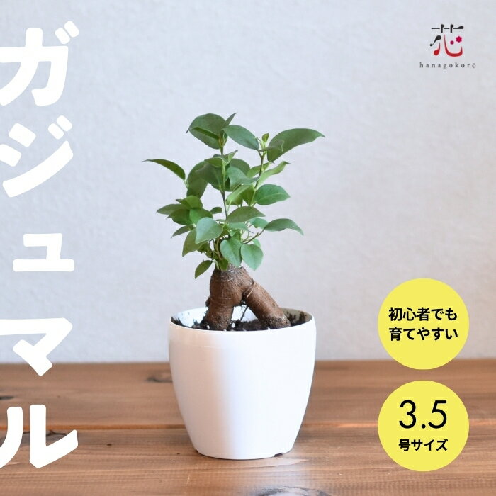 ガジュマル 3.5号 ミニ 観葉植物 多幸の木 お祝い おしゃれ がじゅまる 小さい ギフト ガジュマルの木 ハイドロカルチャー ではない インテリア リビング 移転祝い 開店祝い プレゼント 贈り物 サイズ テーブル 玄関 風水 お祝い 卓上 屋外 屋内 室内のサムネイル