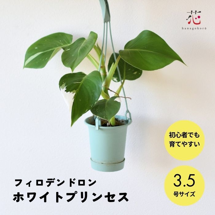 フィロデンドロン ホワイトプリンセス 3.5号 観葉植物 希少 種 お祝い おしゃれ かわいい 高級 植木鉢 インテリア 北欧 ギフト 新築祝い 引越し祝い 開店祝い 開業祝い 店舗 大型 オフィス 玄関 珍しい お祝い 室内 事務所 法人 人気 贈り物