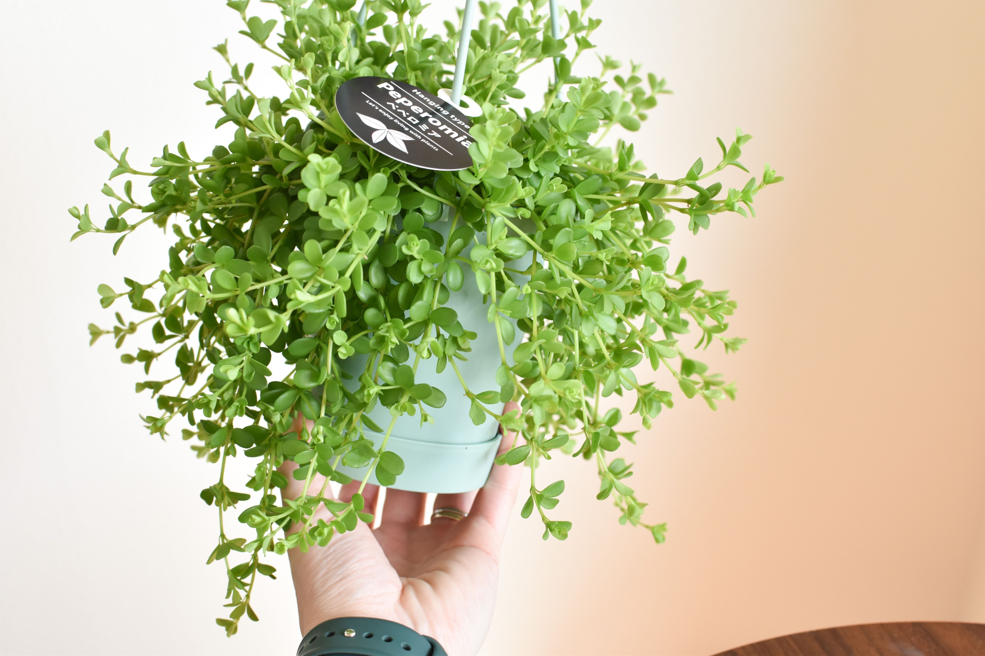 観葉植物吊り下げペペロミアデピーナ吊り鉢多肉植物おしゃれ3.5号ハンキングおうち時間育てやすい丈夫室内初心者初級素人