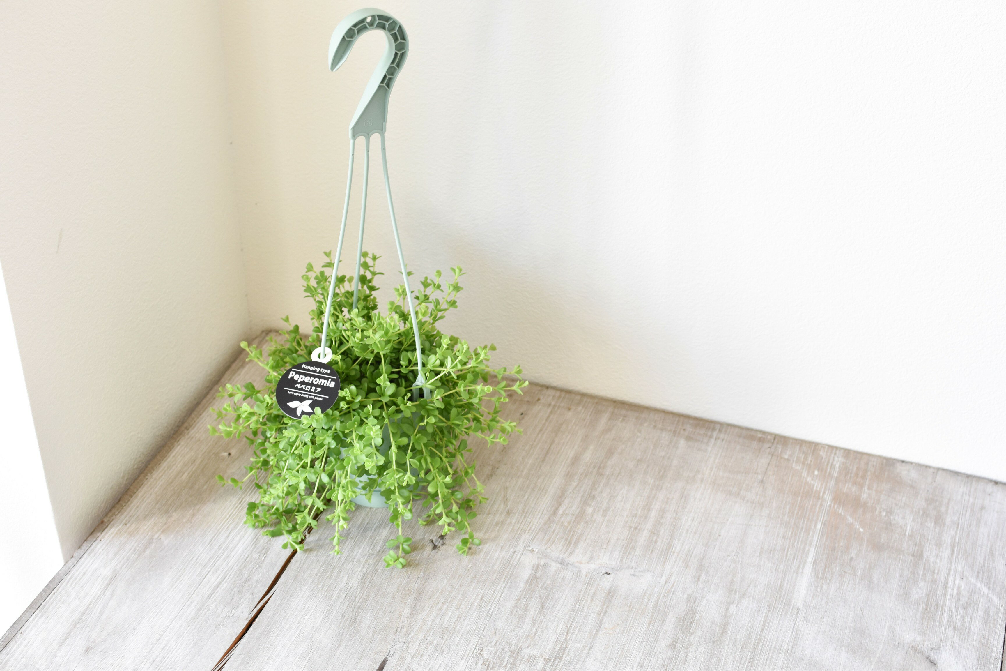 観葉植物吊り下げペペロミアデピーナ吊り鉢多肉植物おしゃれ3.5号ハンキングおうち時間育てやすい丈夫室内初心者初級素人