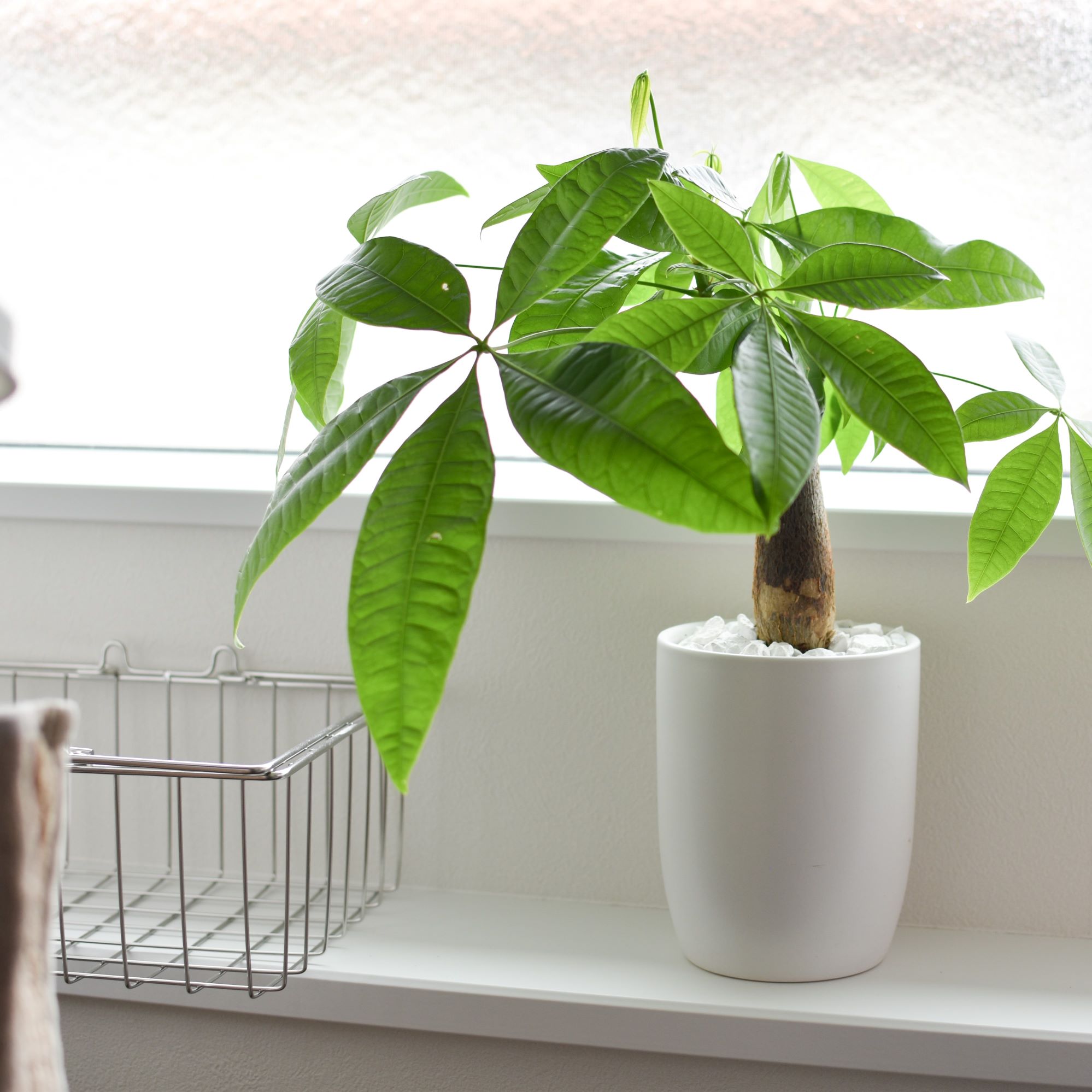 おしゃれ部屋｜育てやすい植物が欲しい！女性の1人暮らしにおすすめの観葉植物は？