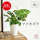 母の日 ギフト マドカズラ お試し 4号 ミニ モンステラ 観葉植物 小さい サイズ 斑入り ではない ギフト 1000円 小型 玄関 インテリア おしゃれ 室...