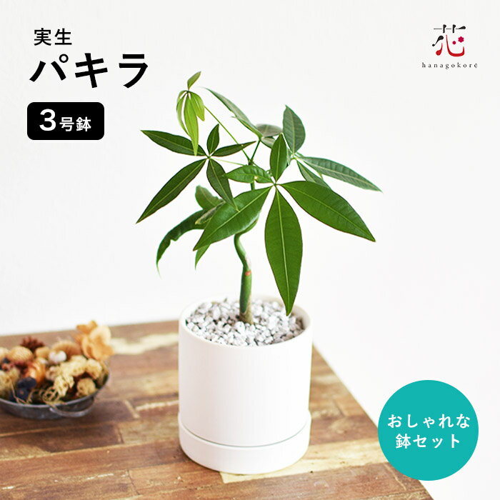 ＼ポイント10倍！／ パキラ 実生 3号 ミニ サイズ 鉢 セット スリム 玄関 風水 鉢植え 観葉植物 ミニ 希少 ギフト テーブル 卓上 お祝い 贈り物 室内 小さい苗 カイエンナッツ 癒し おしゃれ インテリア 育てやすい 枯れにくい 初心者 プレゼント 新築祝い 開店祝いのサムネイル