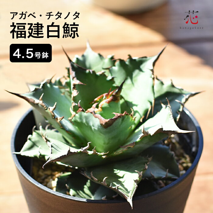アガベ チタノタ 白鯨 福建 希少 観葉植物 多肉植物 送料無料 耐寒性 ミニ 育てやすい 小さい サイズ テーブル 玄関 風水 お祝い 卓上 珍しい おしゃれ インテリア 開店祝い 屋外 屋内 室内のサムネイル